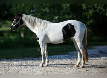Paint Horse Mix, Merrie, 4 Jaar, Tovereo-alle-kleuren