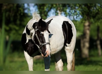 Paint Horse Mix, Merrie, 4 Jaar, Tovereo-alle-kleuren