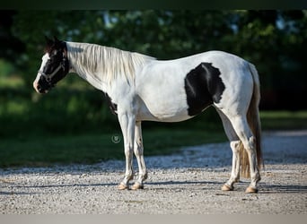 Paint Horse Mix, Merrie, 4 Jaar, Tovereo-alle-kleuren