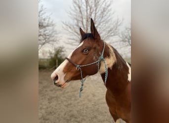 Paint Horse, Merrie, 5 Jaar, 143 cm, Gevlekt-paard