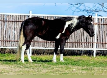 Paint Horse, Merrie, 5 Jaar, 145 cm, Overo-alle-kleuren