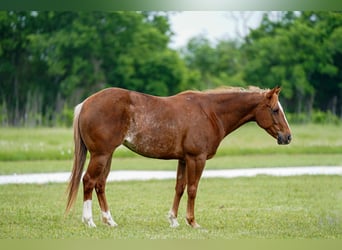 Paint Horse, Merrie, 5 Jaar, 147 cm, Roodvos