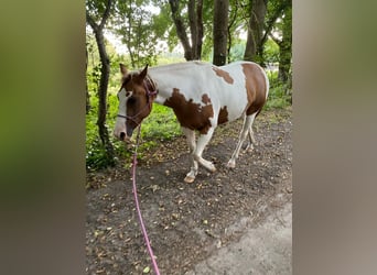 Paint Horse, Merrie, 5 Jaar, 148 cm, Tobiano-alle-kleuren