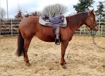 Paint Horse, Merrie, 5 Jaar, 150 cm, Donkere-vos