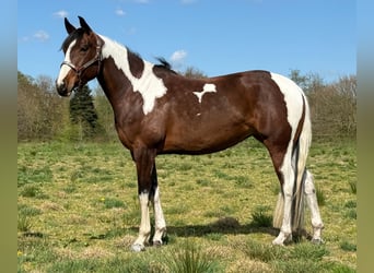 Paint Horse, Merrie, 5 Jaar, 151 cm, Tobiano-alle-kleuren