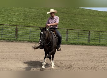 Paint Horse, Merrie, 5 Jaar, 152 cm, Gevlekt-paard