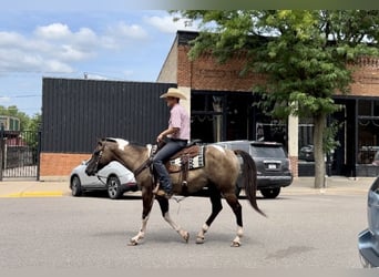 Paint Horse, Merrie, 5 Jaar, 152 cm, Gevlekt-paard