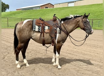 Paint Horse, Merrie, 5 Jaar, 152 cm, Gevlekt-paard