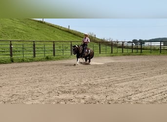 Paint Horse, Merrie, 5 Jaar, 152 cm, Gevlekt-paard