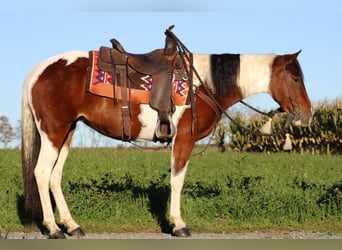 Paint Horse Mix, Merrie, 5 Jaar, 152 cm, Gevlekt-paard