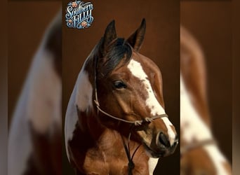 Paint Horse, Merrie, 5 Jaar, 152 cm, Tobiano-alle-kleuren