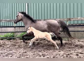 Paint Horse, Merrie, 5 Jaar, 153 cm, Grullo