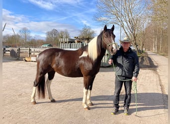 Paint Horse, Merrie, 5 Jaar, 154 cm, Gevlekt-paard