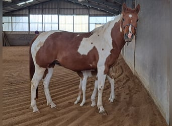 Paint Horse, Merrie, 5 Jaar, 154 cm, Tobiano-alle-kleuren
