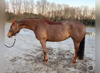 Paint Horse, Merrie, 5 Jaar, 155 cm, Donkere-vos