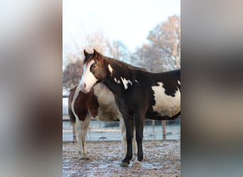 Paint Horse, Merrie, 6 Jaar, 142 cm, Overo-alle-kleuren