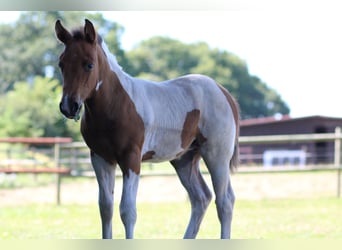 Paint Horse, Merrie, 6 Jaar, 142 cm, Overo-alle-kleuren