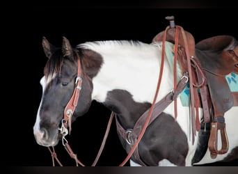 Paint Horse, Merrie, 6 Jaar, 147 cm