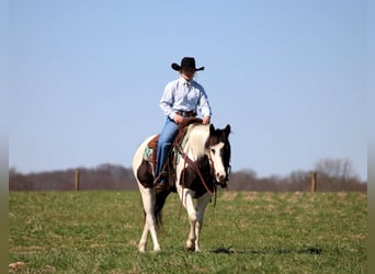 Paint Horse, Merrie, 6 Jaar, 147 cm