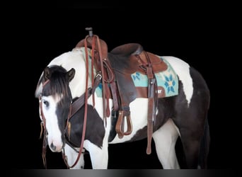 Paint Horse, Merrie, 6 Jaar, 147 cm