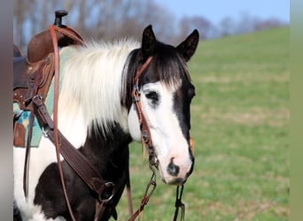 Paint Horse, Merrie, 6 Jaar, 147 cm