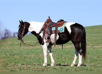 Paint Horse, Merrie, 6 Jaar, 147 cm