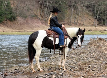 Paint Horse, Merrie, 6 Jaar, 147 cm