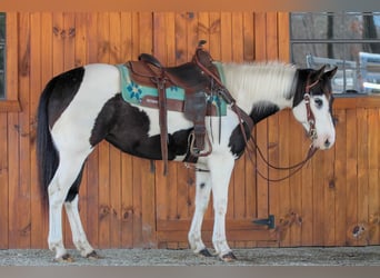 Paint Horse, Merrie, 6 Jaar, 147 cm