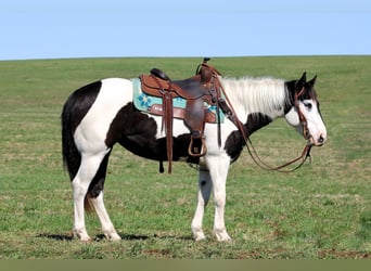 Paint Horse, Merrie, 6 Jaar, 147 cm