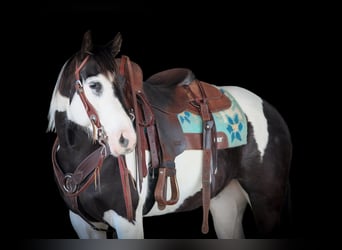 Paint Horse, Merrie, 6 Jaar, 147 cm