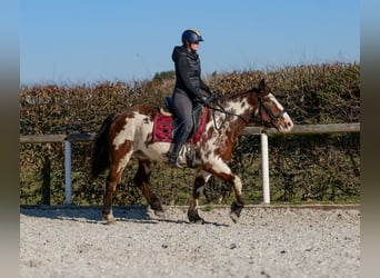 Paint Horse Mix, Merrie, 6 Jaar, 150 cm, Gevlekt-paard