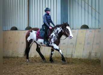 Paint Horse Mix, Merrie, 6 Jaar, 150 cm, Gevlekt-paard