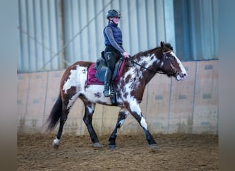 Paint Horse Mix, Merrie, 6 Jaar, 150 cm, Gevlekt-paard