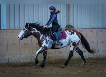 Paint Horse Mix, Merrie, 6 Jaar, 150 cm, Gevlekt-paard