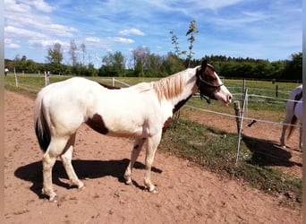 Paint Horse, Merrie, 6 Jaar, 150 cm, Overo-alle-kleuren