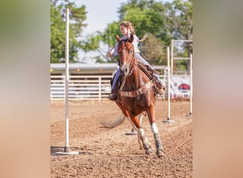 Paint Horse, Merrie, 6 Jaar, 150 cm, Roodbruin