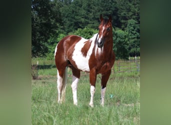 Paint Horse, Merrie, 6 Jaar, 150 cm, Roodbruin