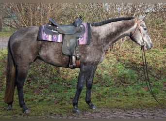 Paint Horse, Merrie, 6 Jaar, 150 cm, Schimmel