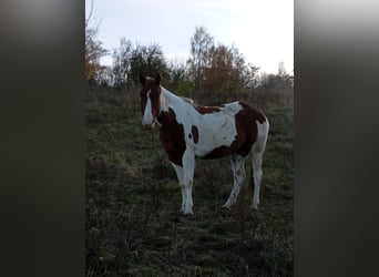 Paint Horse, Merrie, 6 Jaar, 152 cm, Donkere-vos