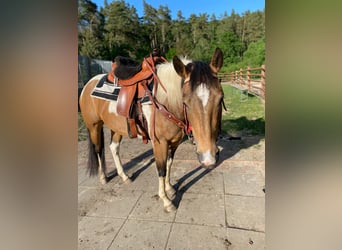 Paint Horse, Merrie, 6 Jaar, 152 cm, Gevlekt-paard