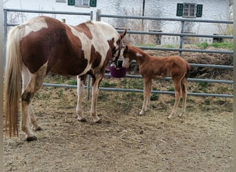 Paint Horse, Merrie, 6 Jaar, 153 cm, Tobiano-alle-kleuren