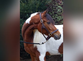 Paint Horse Mix, Merrie, 6 Jaar, 154 cm, Gevlekt-paard