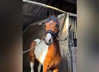 Paint Horse Mix, Merrie, 6 Jaar, 154 cm, Gevlekt-paard