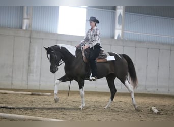 Paint Horse Mix, Merrie, 6 Jaar, 165 cm, Gevlekt-paard