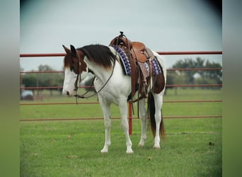 Paint Horse, Merrie, 7 Jaar, 142 cm, Gevlekt-paard