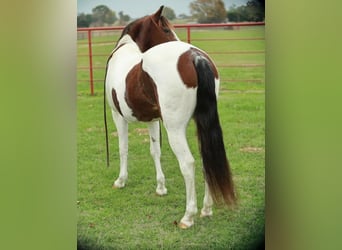 Paint Horse, Merrie, 7 Jaar, 142 cm, Gevlekt-paard