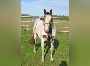 Paint Horse Mix, Merrie, 7 Jaar, 149 cm, Gevlekt-paard