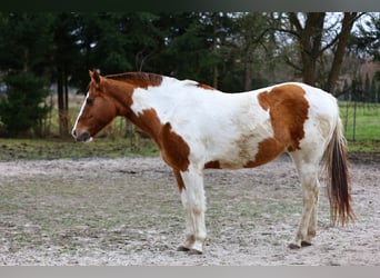 Paint Horse, Merrie, 7 Jaar, 150 cm, Gevlekt-paard