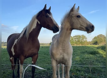 Paint Horse, Merrie, 7 Jaar, 151 cm, Tovereo-alle-kleuren