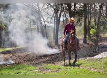 Paint Horse, Merrie, 7 Jaar, 152 cm, Donkere-vos